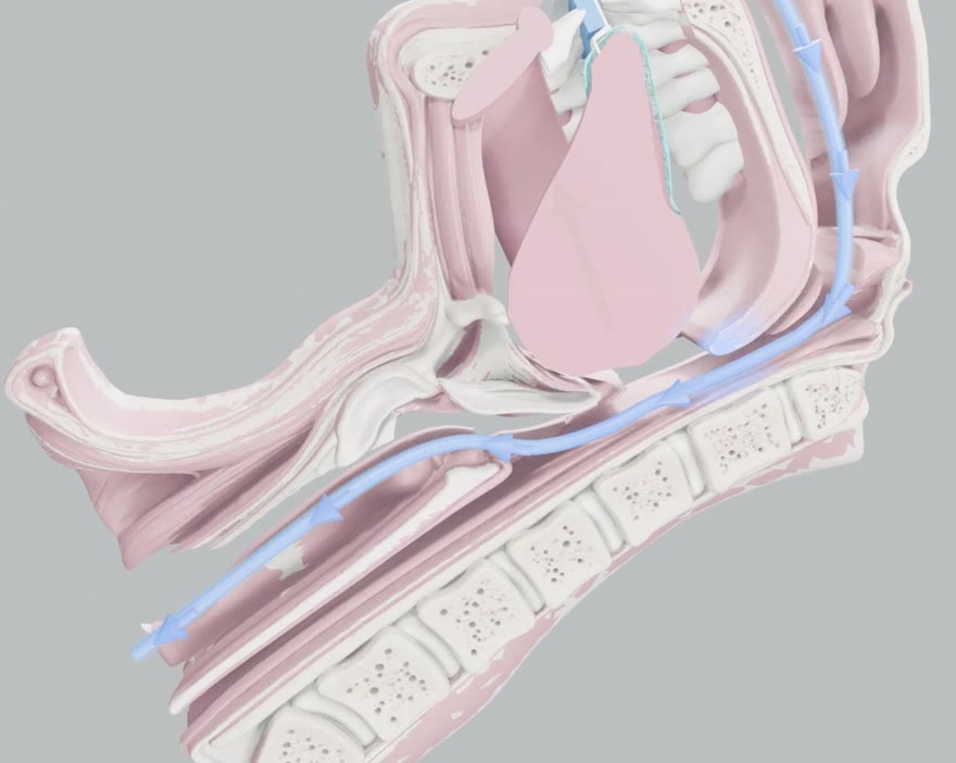 Illustrative cross-section: the tongue is held forward and air flows freely